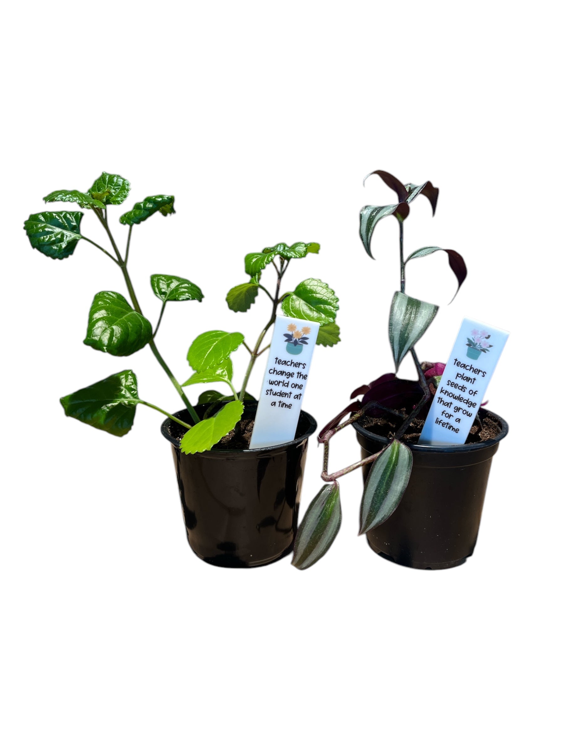 Live Plant- Teacher Gift